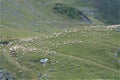 Transfagarasan mountains sheep flock Royalty Free Stock Photo