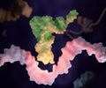 Transfer RNA (abbreviated tRNA and formerly referred to as sRNA Royalty Free Stock Photo