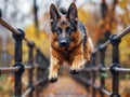 Unlocking Canine Agility Focused Training Exercises for Enhanced Performance, Watch Your Dog Leap with Confidence and Speed Royalty Free Stock Photo