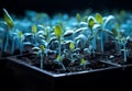 From Cardboard to Garden: The Incredible Journey of These Seedlings Royalty Free Stock Photo