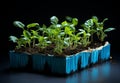 From Cardboard to Bloom: The Incredible Journey of These Seedlings Royalty Free Stock Photo