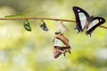 Transformaion of common nawab butterfly Polyura athamas eme