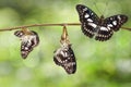 Transformation of black-veined sergeant butterfly & x28; Athyma ranga