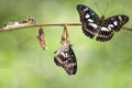 Transformation of Black-veined sergeant butterfly & x28; Athyma ranga