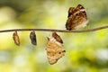 Transformation of blue pansy butterfly Junonia orithya Linnaeu Royalty Free Stock Photo