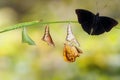 Transformation from caterpillar and chrysalis of male siamese b