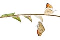 Transformation of great orange tip butterfly Anthocharis carda