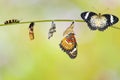 Transformation from caterpillar of Leopard lacewing butterfly Royalty Free Stock Photo