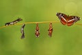 Transformation caterpillar to pupa of commander butterfly resting on twig Royalty Free Stock Photo