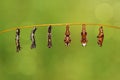 Transformation caterpillar to pupa of commander butterfly resting on twig Royalty Free Stock Photo