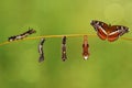 Transformation caterpillar to pupa of commander butterfly resting on twig