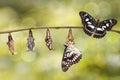 Transformation from chrysalis of Black-veined sergeant butterfly