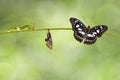 Transformation from chrysalis of Black-veined sergeant butterfly Athyma ranga hanging on twig