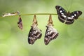 Transformation from chrysalis of Black-veined sergeant butterfly