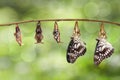 Transformation from chrysalis of Black-veined sergeant butterfly