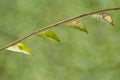 Transformation chrysalis of great orange tip butterfly Anthoch