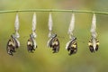 Transformation of Common jay butterfly Graphium doson with pupa shell hanging on twig