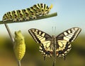 Transformation of common machaon butterfly emerging from cocoon Royalty Free Stock Photo