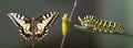 Transformation of common machaon butterfly emerging from cocoon isolated