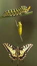 Transformation of common machaon butterfly emerging from cocoon Royalty Free Stock Photo