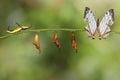 Transformation of common map Cyrestis thyodamas butterfly fro