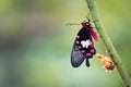 Common rose butterfly hang on green tree Royalty Free Stock Photo