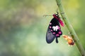 Transformation of common rose butterfly