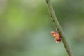 Transformation of common rose butterfly