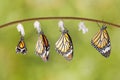 Transformation of common tiger butterfly emerging from cocoon Royalty Free Stock Photo