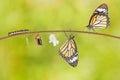 Transformation of common tiger butterfly emerging from cocoon Royalty Free Stock Photo