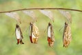 Transformation of emerged great orange tip butterfly Anthochar Royalty Free Stock Photo