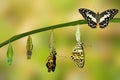 Transformation of Lime Butterfly Royalty Free Stock Photo