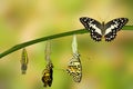 Transformation of Lime Butterfly Royalty Free Stock Photo