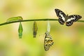 Transformation of Lime Butterfly Royalty Free Stock Photo