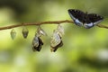 Transformation of Male Common Archduke butterfly emerging from c