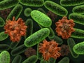 Transformed bacteria