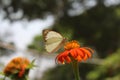 The freedom of butterflies in summer