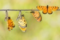 Transfromation of Tawny Coster butterfly Royalty Free Stock Photo