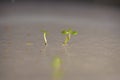 Transgenic arabidopsis in the laboratory Royalty Free Stock Photo