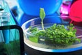 Transgenic plant Royalty Free Stock Photo