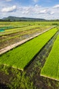 Transgenic rice Royalty Free Stock Photo