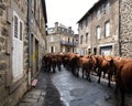 Transhumance of cow salers