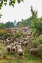 Transhumance Festival Madrid, Almudena Cathedral