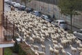 Transhumance of a flock of sheep