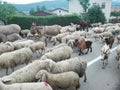 Transhumance, or the journey of flocks of sheep, goats, or cows and other animals to the best pastures, in this case to the mounta Royalty Free Stock Photo