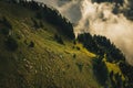 Transhumance, sheep herd and shepherd on Carpathian Mountains pa