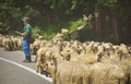 Transhumance of sheep in Romania