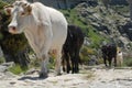 Transhumance in the Sierra de Gredos in Avila