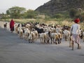 Transhumance in India.