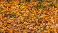 The transience of colorful leaves in autumn Royalty Free Stock Photo